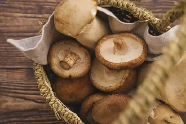 یک عمر قارچ رو اشتباهی نگه میداشتیم | ترفند نگهداری قارچ با طوات اولیه برای مدت طولانی تر