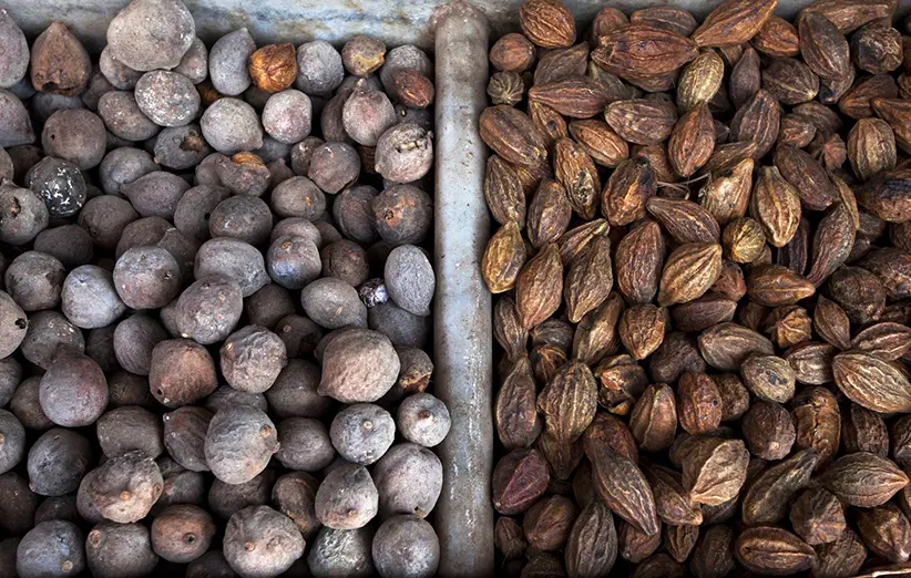  درخت این دانه های سیاه از بهشت آمده است | هر بیماری را درمان می کند + روش های مصرف در ناشتا 