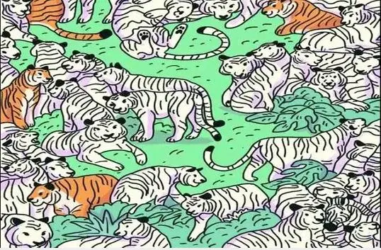 بازی فکری :  اگر چشمان تیزبینی دارید، گورخر را در عرض 10 ثانیه بین این ببرها پیدا کنید