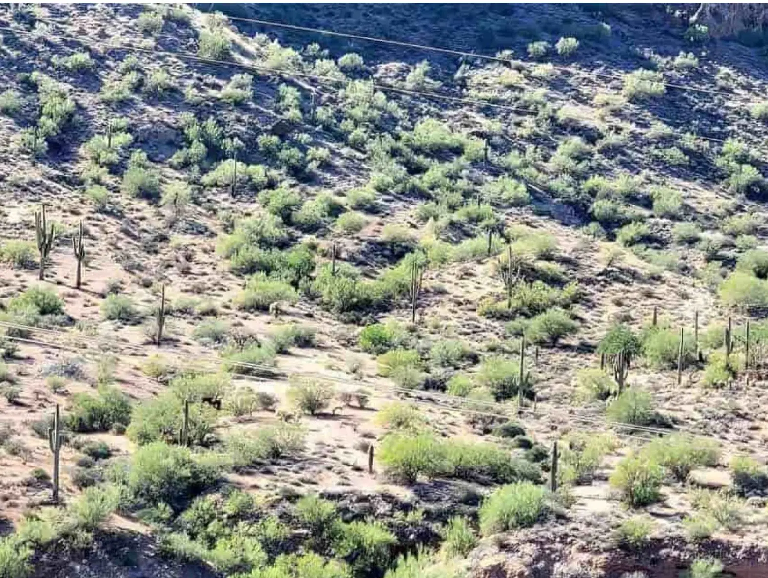 بازی فکری : فقط افرادی که چشمان عقاب دارند می‌توانند در 7 ثانیه اسبی را در جنگل پیدا کنند!