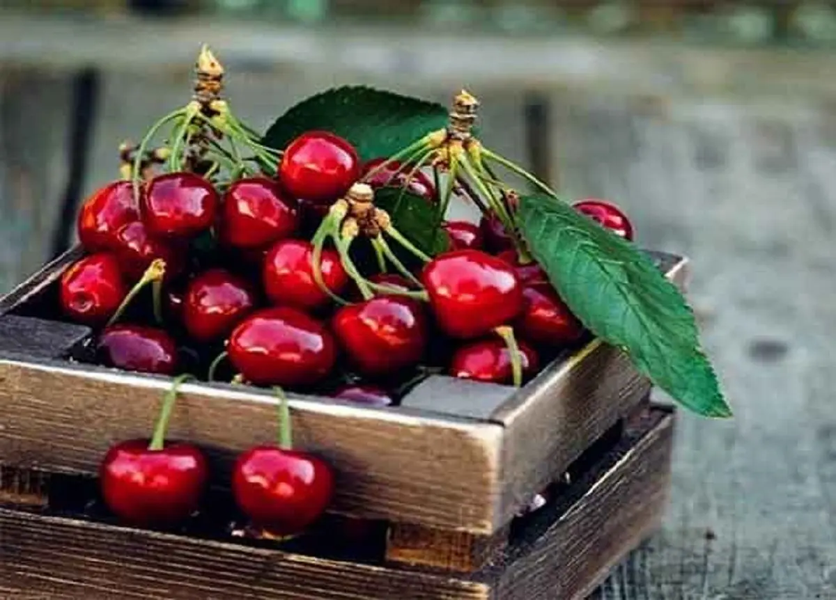 فصل میوه قاتل فشار خون و درمان بیماری کلیه فرا رسید