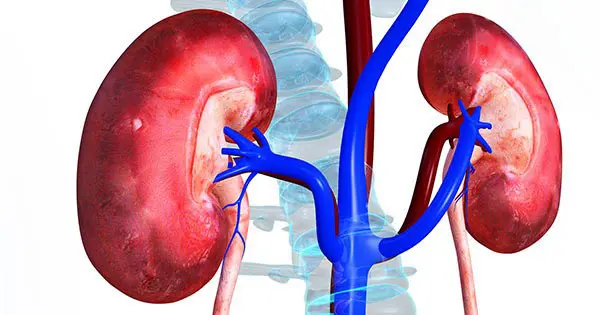 کلیه های سالم و صفرکیلومتر می خواهید ؟ بخوانید

