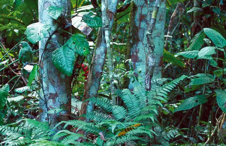 بازی فکری : فقط کسانیکه چشمان تیزبین و عقابی دارند می توانند 2 پرنده را در 10 ثانیه در جنگل پیدا کنند!