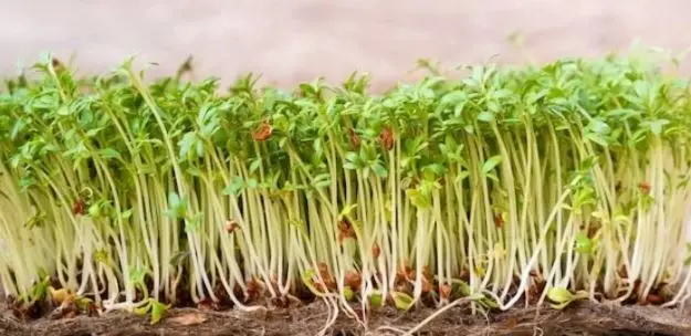 آموزش کاشت سبزه خاکشیر برای عید نوروز