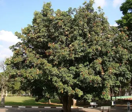 درخت پول؛ درخت با میوه‌های خوراکی  که خوش‌شانسی در تنه‌های درخت حبس شده!