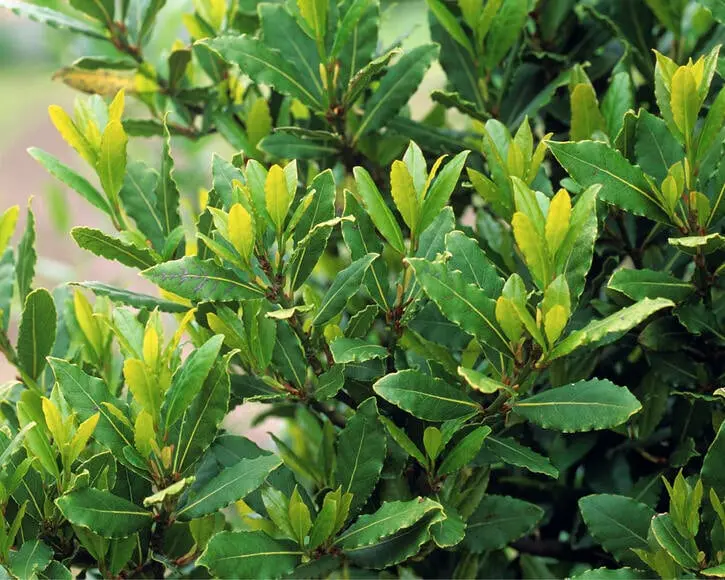 معجزه درمانی برگ بو از دیابت تا سرطان