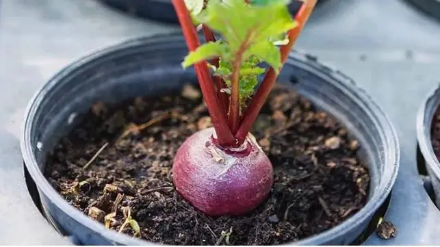 آموزش کاشت لبو (چغندر) در گلدان؛ سریع و بدون دردسر