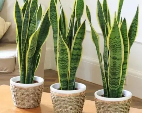 برای هر خونه گل زبان مادر شوهر لازمه | تصفیه هوا و مبارزه با سندروم بیماری ساختمان با این گیاه همه فن حریف