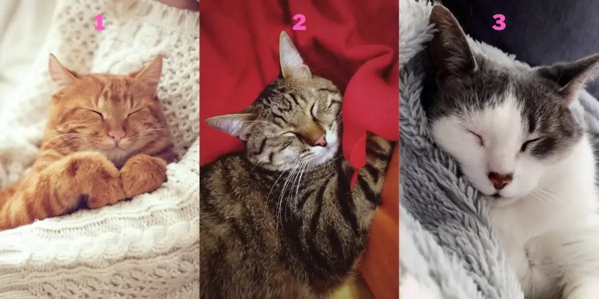 تست شخصیت شناسی | یکی از گربه هارو انتخاب کن تا بگم در مواقع سخت چقدر آدم محکمی هستی