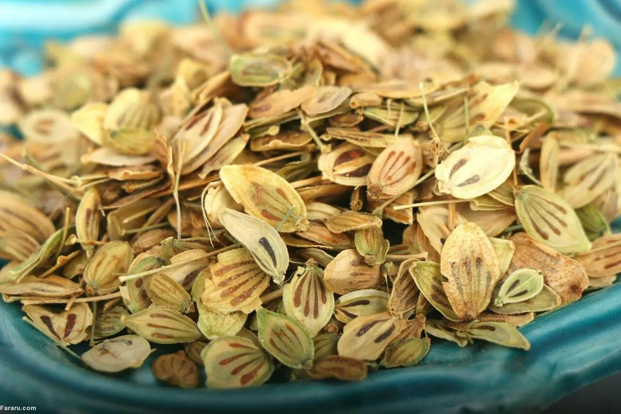  این گیاه خاصیت ضد درد ، بیماری قارچی را درمان کنید و خاصیت ضد دیابتی دارد 