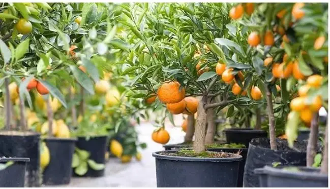 آموزش کاشت نارنگی در گلدان