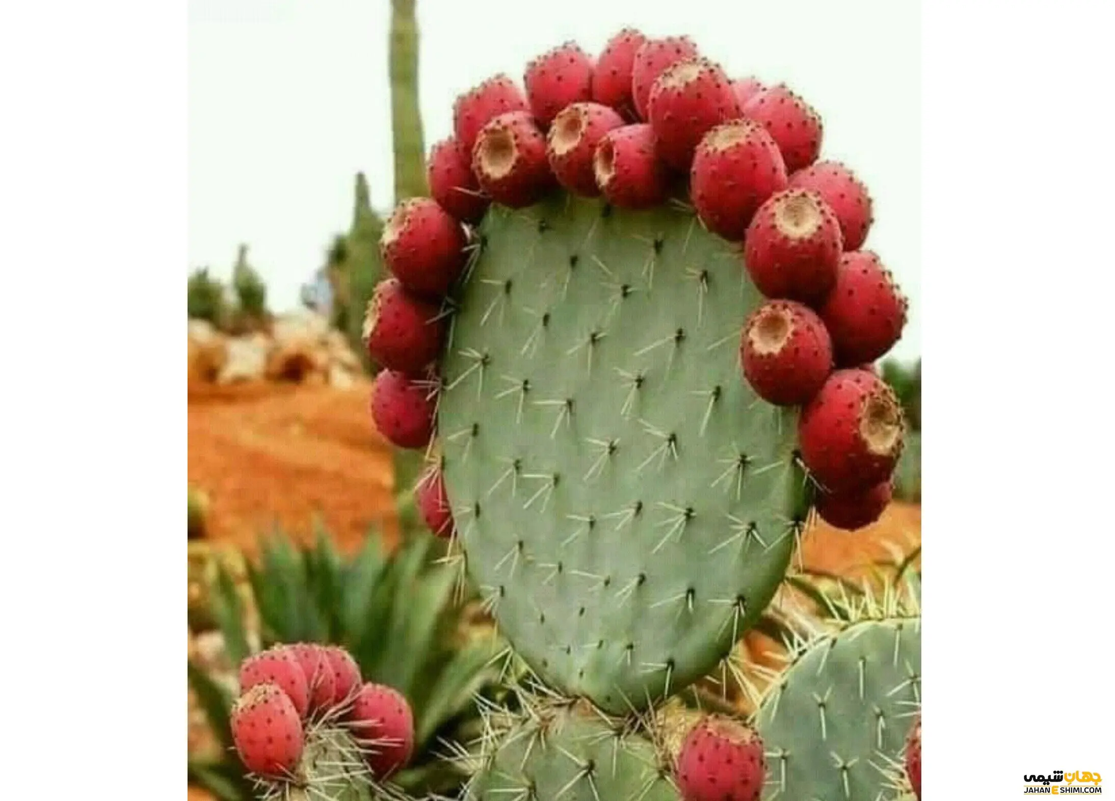 عمرا اگه میدونستی میوه کاکتوس اینهمه خواص داره برای بدن | کلیک کن تا شوکه شی