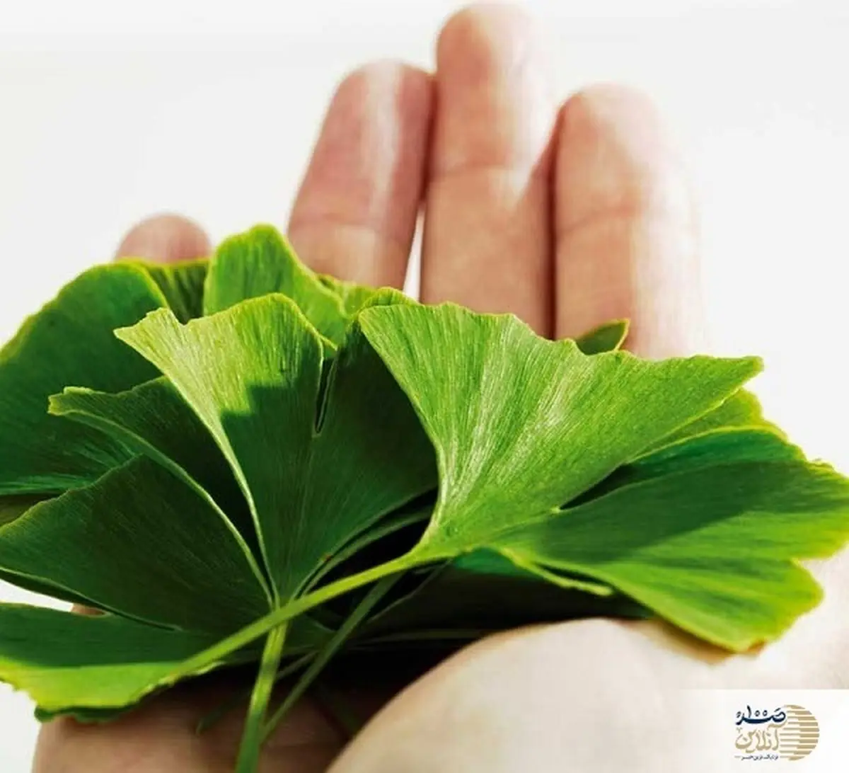 عمرا اگه میدونستی این گیاه استامینوفن طبیعیه!!