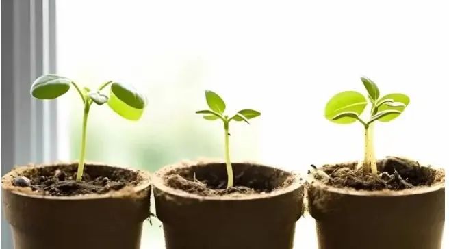 آموزش کاشت دانه به در گلدان 