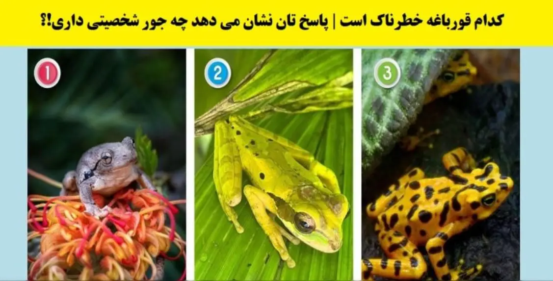 تست شخصیت شناسی | به نظت کدوم از قورباغه ها سمی هستش؟ بگو تا نقاط قوت و ضعفتو بگم
