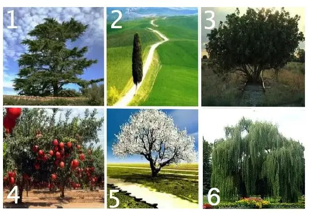 تست شخصیت شناسی : با انتخاب یک درخت بفهمید چقدر بزرگوارید؟