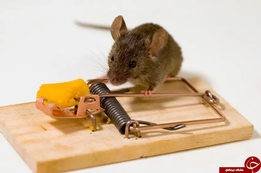فراری دادن موش از خونه و زندگی بدون سم و تله | این بو موش ها را فراری می دهد
