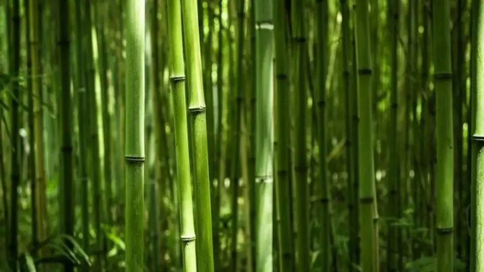 این گیاه 10 برابر گوشت گاو پروتئین دارد