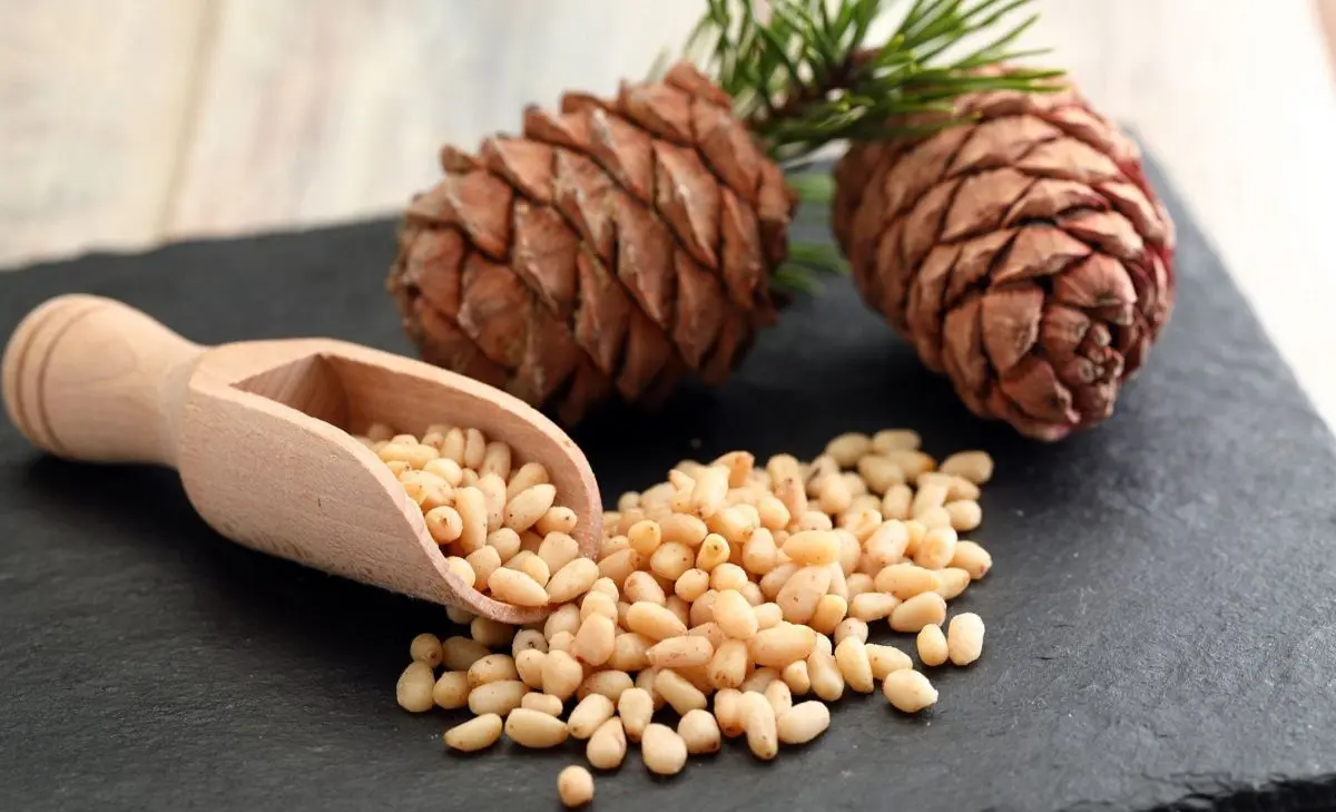 راز افزایش قوای جنسی و تنظیم فشار خون در طبیعت؛ این خشکبار را در برنامه روزانه‌تان بگذارید