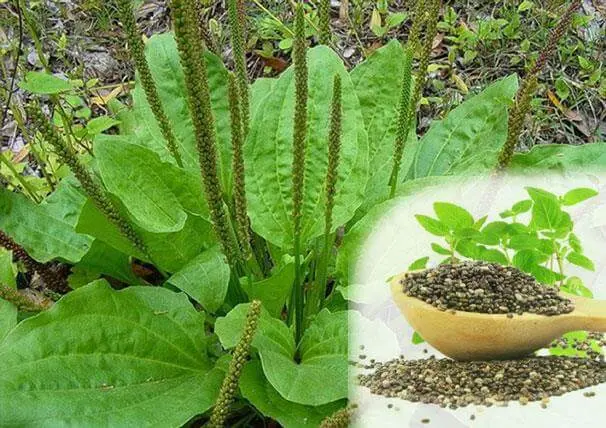 درمان نیش حشرات و مسمومیت خون با این گیاه دم دستی