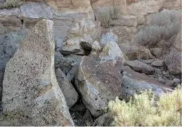 بازی فکری : اگه بتونی حیوان مخفی و تو 10 ثانیه پیدا کنی آزمون خلبانی آمریکارو قبول شد!