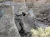 بازی فکری : اگه بتونی حیوان مخفی و تو 10 ثانیه پیدا کنی آزمون خلبانی آمریکارو قبول شد!