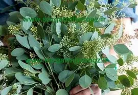 آموزش کاشت گیاه اکالیپتوس در خانه + روش نگهداری