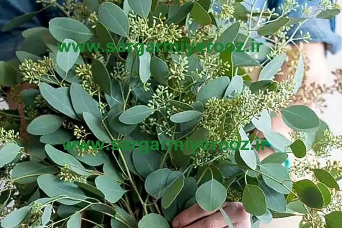 آموزش کاشت اکالیپتوس در خانه + روش نگهداری