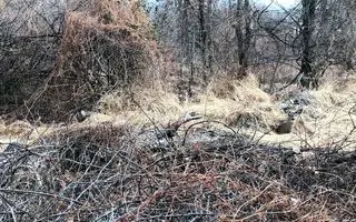 بازی فکری : این تست آزمون خلبانی آمریکاست؛ 3 تا آهو را در 7 ثانیه پیدا کنید!