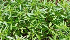 این سبزی دم دستی و ارزان برای تقویت کلیه و کبد، مو، پیشگیری از هر نوع بیماری مفید است