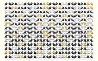 بازی فکری : فقط اوناییکه چشماشون 10/10 میتونن پاندار تو 5 ثانیه پیدا کنن!