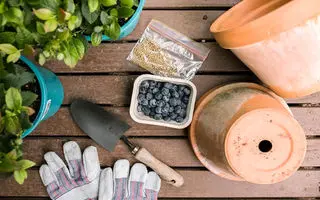آموزش کاشت بلوبری در گلدان +روش نگهداری