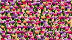 بازی فکری: اگر بینایی شما قوی است، در عرض 10 ثانیه زنگوله را پیدا کنید