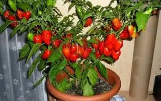 آموزش کاشت فلفل دلمه در گلدان