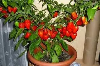 آموزش کاشت فلفل دلمه در گلدان