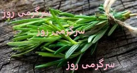 سلاح جدید علم در جنگ با آلزایمر و پارکینسون / یک گیاه، هزاران معجزه!