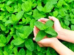 این گیاه معطر باعث کاهش درد و رفع گرفتگی مجاری تنفسی می شود