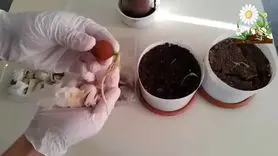 آموزش کاشت گردو در خانه