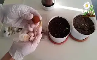 آموزش کاشت گردو در خانه