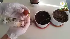 آموزش کاشت گردو در خانه