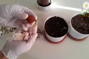 آموزش کاشت گردو در خانه