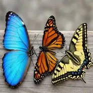 تست شخصیت شناسی : بگویید کدام پروانه را انتخاب می کنید تا ویژگی شخصیتی شما را آشکار کنیم!