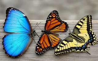 تست شخصیت شناسی : بگویید کدام پروانه را انتخاب می کنید تا ویژگی شخصیتی شما را آشکار کنیم!