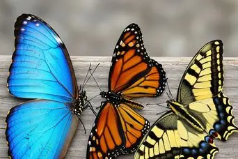 تست شخصیت شناسی : بگویید کدام پروانه را انتخاب می کنید تا ویژگی شخصیتی شما را آشکار کنیم!