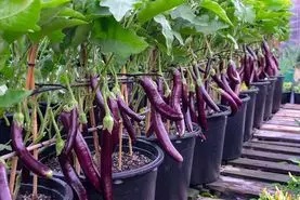 آموزش کاشت بادمجان در گلدان + روش نگهداری