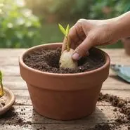 آموزش کاشت هسته انبه در گلدان + روش نگهداری