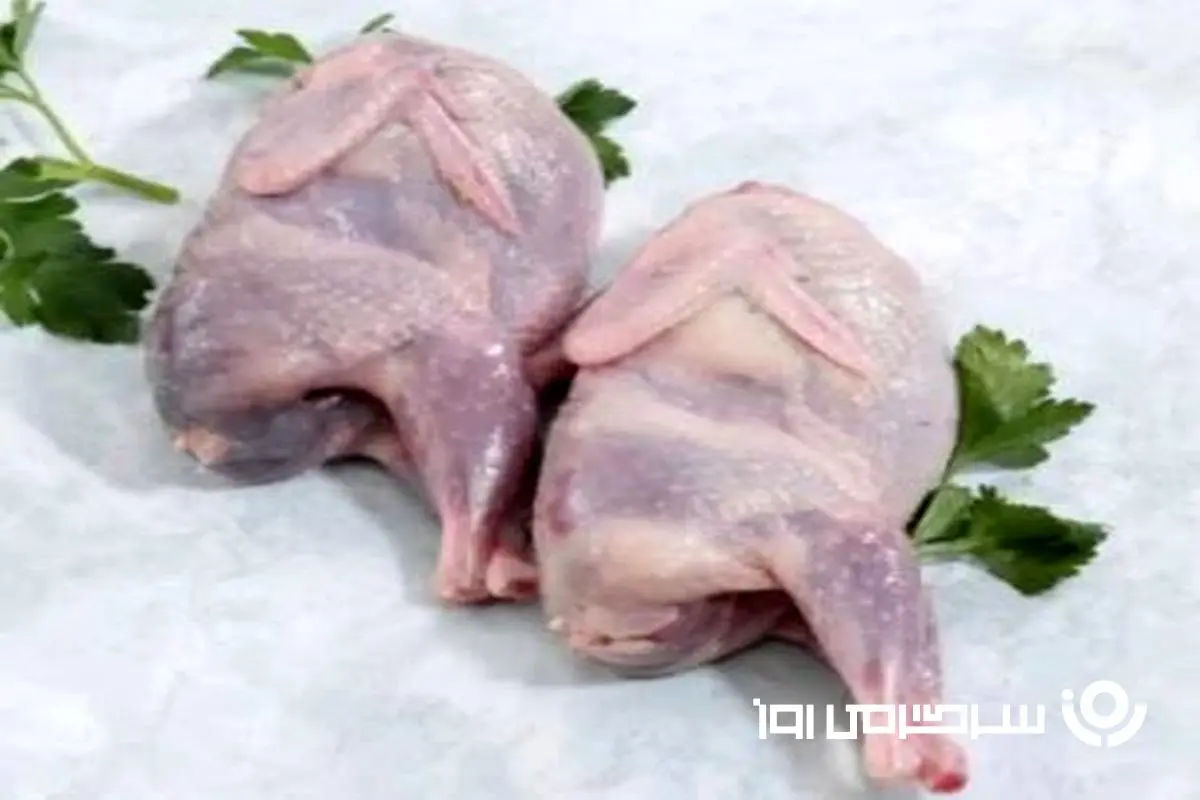 گوشت این پرنده جوانی را به سالمندان باز می گرداند | گوشتی که داروخانه طبیعت است