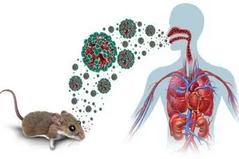 هانتاویروس | همه چیز درباره ویروس مرگبار هانتاویروس