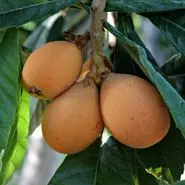 تا عید از شر همه بیماری بدن بخصوص چربی و چین و چروک با این میوه کوچولو و خوشمزه