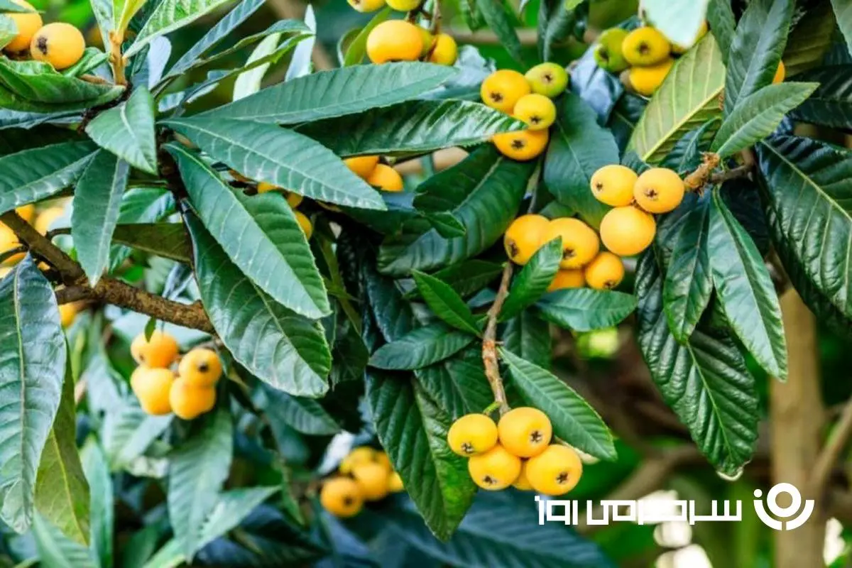 این میوه سرشار از پتاسیم یک تقویت‌ کننده‌ مغز است